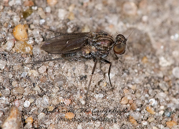 Medetera  LONGLEGGED FLY~ 6015856z