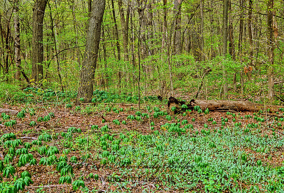 Podophyllum peltatum  MAYAPPLE 288410z