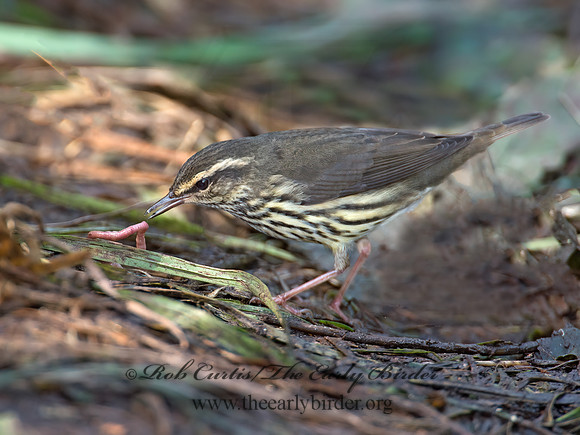 Parkesia noveboracensis  NORTHERN WATERTHRUSH 9004761z