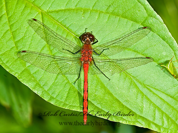 Sympetrum rubicundulum 6012102 z
