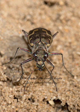 Cicindela repanda  BRONZED TIGER BEETLE 9052349z