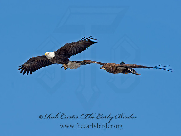 Haliaeetus leucocephalus  BALD EAGLE 9019104z
