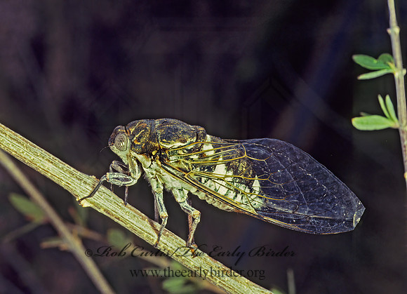 Cacama valvata 57209z