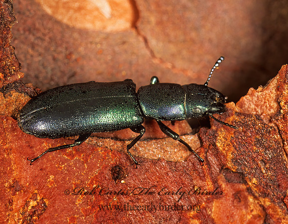 Temnoscheila virescens  BARK-GNAWING BEETLE 262028 z