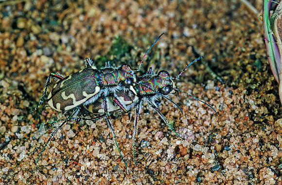 Cicindela repanda 177713 z