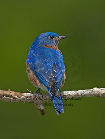 Sialia sialis  EASTERN BLUEBIRD 6003824z