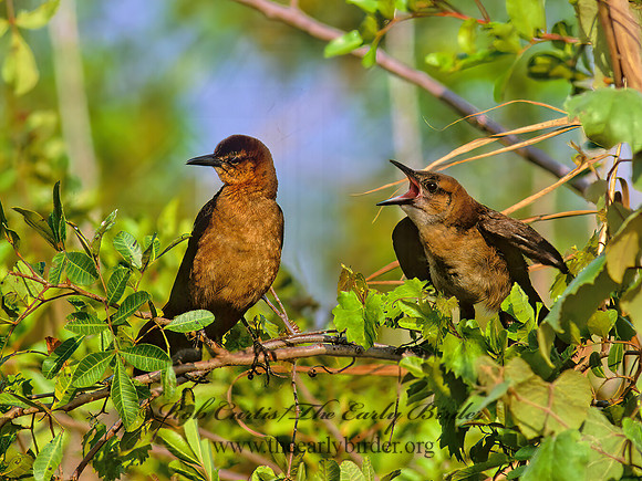 Quiscalus major  BOAT-TAILED GRACKLE 250927z