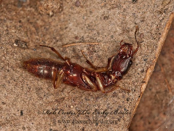 Homaeotarsus  PAEDERINI ROVE BEETLE 3013468z