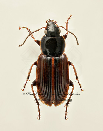 Stenolophus fuliginosus 9019597 z