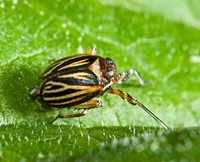 Phylloscelis atra 5014205z