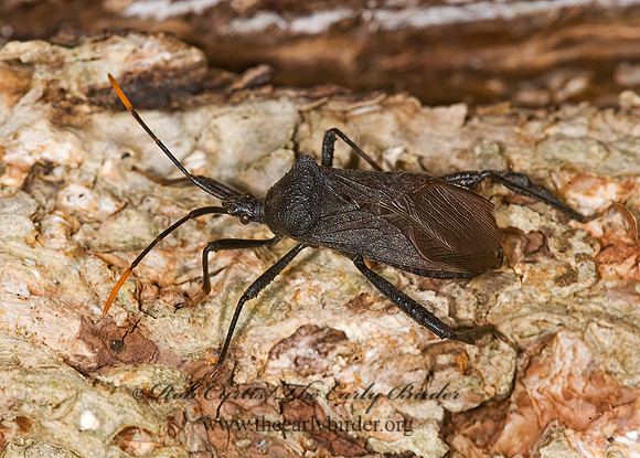 Acanthocephala terminalis 8006125  z