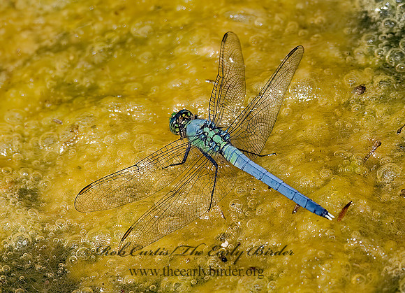 Erythemis simplicicollis EASTERN PONDHAWK 8026248 Mz