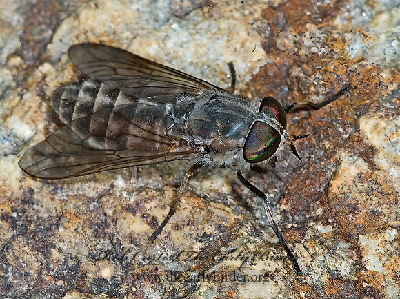 Tabanus caenosus or gilanus HORSE FLY 7009818z