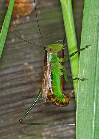 Conocephalus brevipennis  SHORT-WINGED MEADOW GRASSHOPPER  6015054z