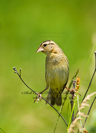 Dolichonyx oryzivorus  BOBOLINK 8005575z