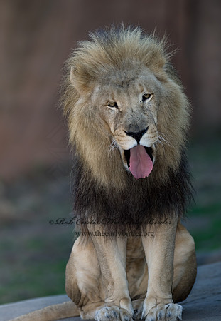 Panthera leo  AFRICAN LION  6018747z