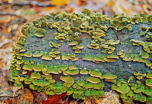 Stereum complicatum  CROWDED PARCHMENT 82404z