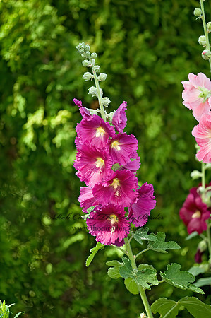 Alcea  GARDEN HOLLYHOCK 8015636z