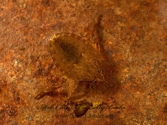 Belostoma  GIANT WATER BUG 9048502z