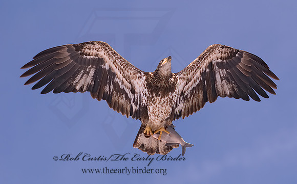 Haliaeetus leucocephalus  BALD EAGLE 6020646z