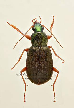 Chlaenius pennsyvanicus 9019555z