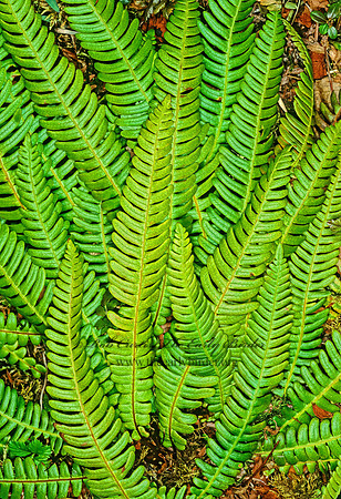 Blechum spicant  DEER FERN 230301z