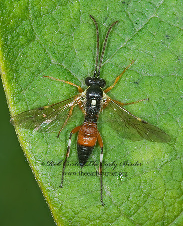 Diplazon laetatorius 6015780z