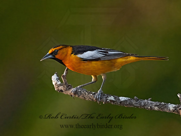 Icterus bullockii  BULLOCK'S ORIOLE 3032911z