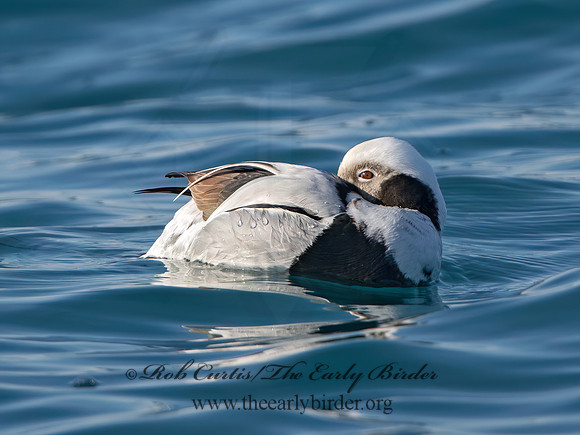 Clangula hyemalis  LONG-TAILED DUCK 9067910z