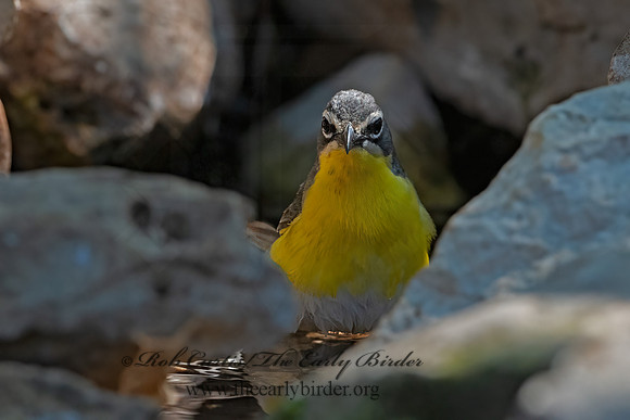 Icteria virens  YELLOW-BREASTED CHAT 3039873z