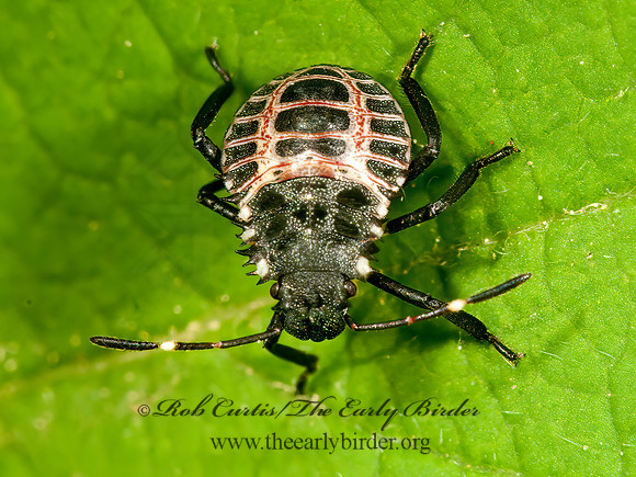 Halyomorpha halys  BROWN MARMORATED STINKBUG 3013318z