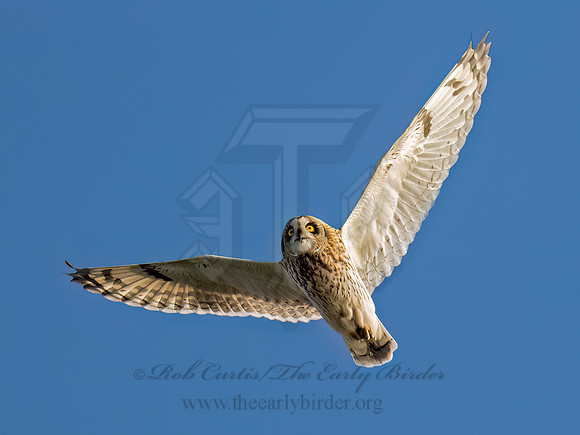 Asio flammeus SHORT-EARED OWL 9091273z