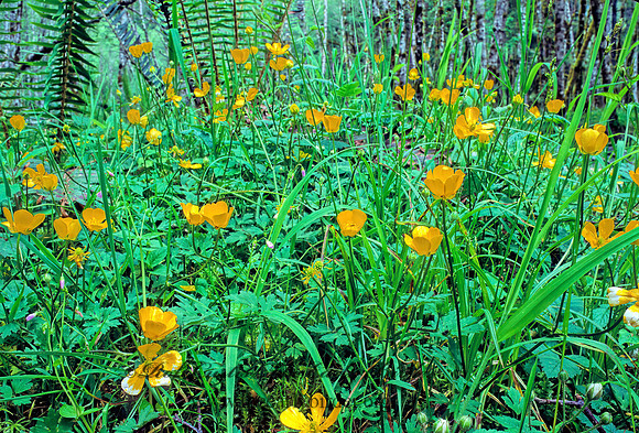Ranunculus occidentalis  WESTERN BUTTERCUP 151427z