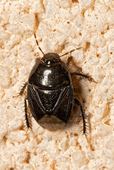 Pangaeus bilineatus  BURROWER BUG 3036265z