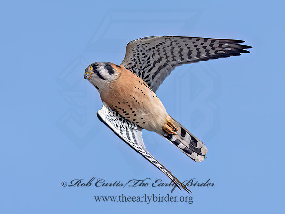 Falco sparverius AMERICAN KESTREL 3042842z