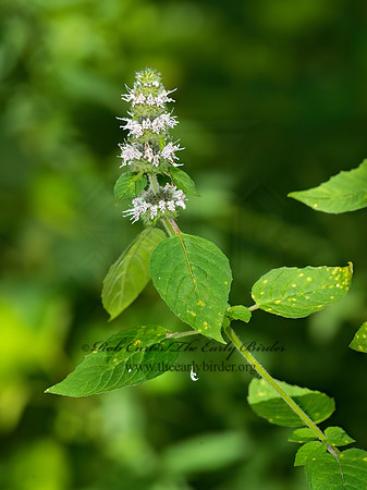 Blephilia hirsuta  HAIRY WOOD MINT 9040188z
