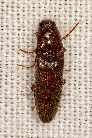 Melanotus  CLICK BEETLE3032026z
