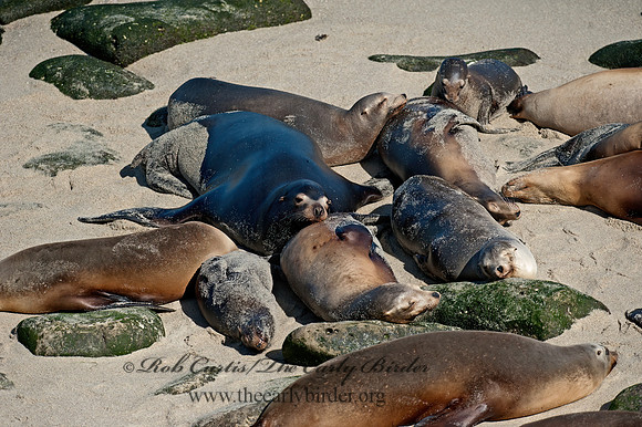 Zalophus californianus  CALIFORNIA SEA LION 8036203z