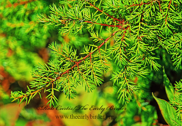 Juniperus communis  DWARF JUNIPER 211504z