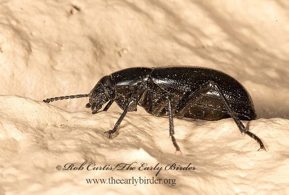 Eleodes carbonaria  DESERT STINK BEETLE 3036251z