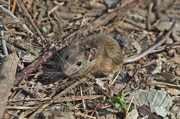 Mus musculus  HOUSE MOUSE 5004757 z