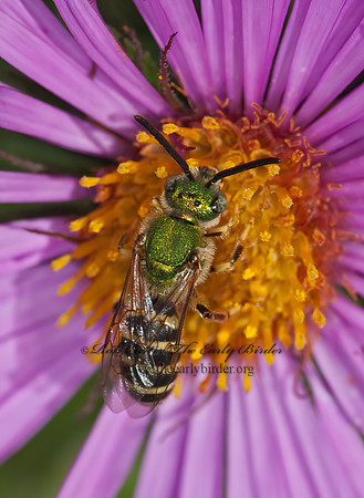 Agapostemon virescens  BICOLORED AGAPOSTEMON 8037577 z