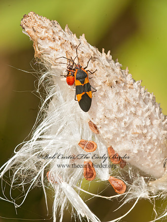 Oncopeltus fasciatus  LARGE MILKWEED BUG 3015250z