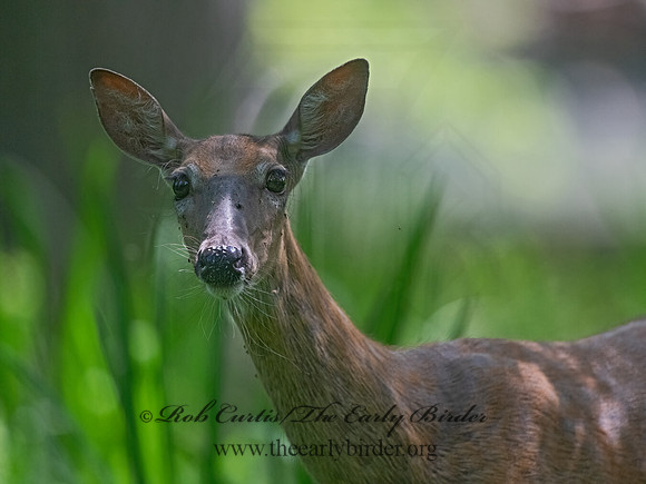 Odocoileus virginianus  WHITE-TAILED DEER 3022479-z