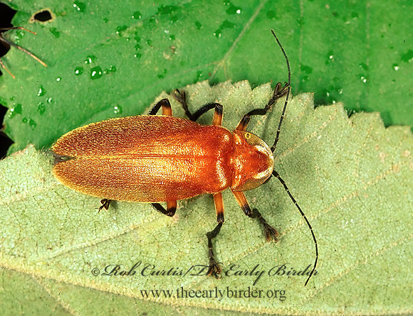 Photuris simplex 195518z