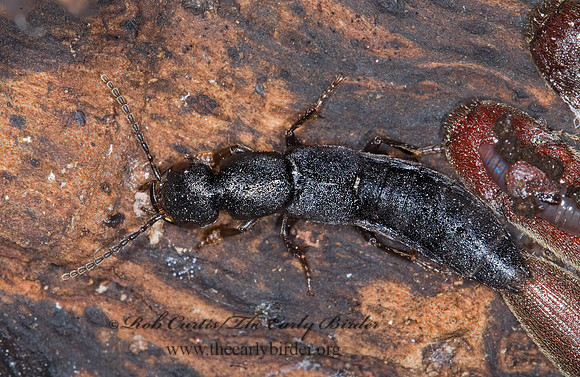 Tasgius melanarius 6016389~z
