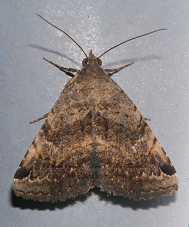 Toxonprucha crudelis CRUEL TOXONPRUCHA 7005147 z
