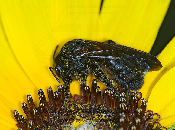 Dieunomia heteropoda 6013495z