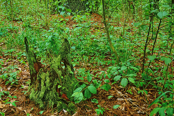 MOSSY STUMP 29004z