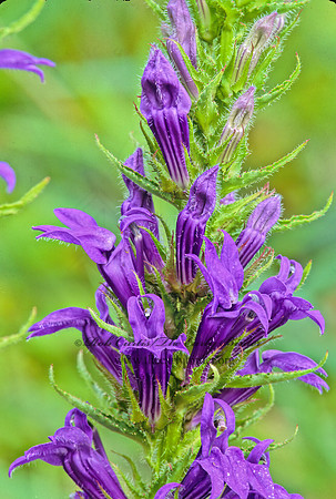 Lobelia siphilitica  GREAT BLUE LOBELIA 269417z
